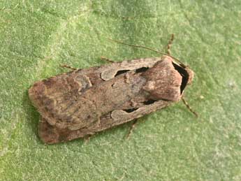 Dichagyris flammatra D. & S. adulte - �Philippe Mothiron