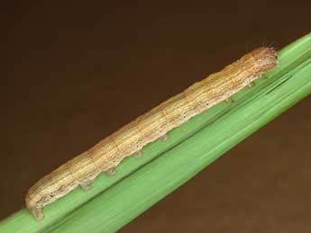  Chenille de Senta flammea Curt. - �Kimmo Silvonen