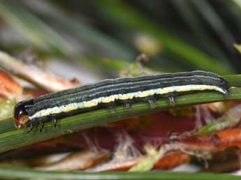  Chenille de Panolis flammea D. & S. - �Philippe Mothiron