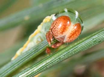  Chenille de Panolis flammea D. & S. - �Philippe Mothiron