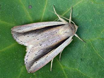 Senta flammea Curt. adulte - �Daniel Morel