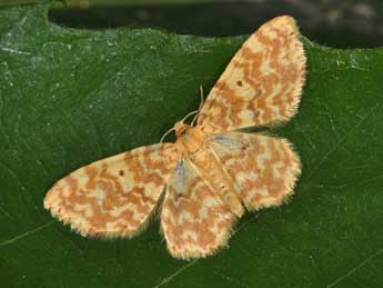 Hydrelia flammeolaria Hfn. adulte - �Philippe Mothiron