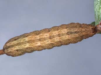  Chenille de Diarsia florida Schmidt - �Kimmo Silvonen