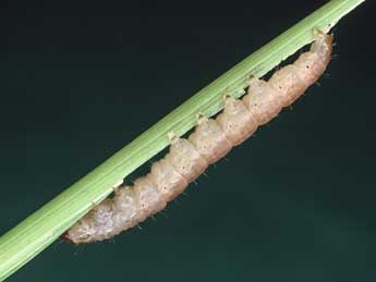  Chenille de Photedes fluxa Hb. - �Kimmo Silvonen