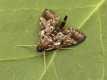 Duponchelia fovealis Z. adulte - �Lionel Taurand