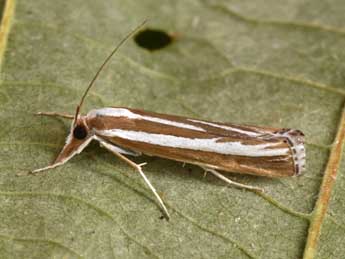 Catoptria fulgidella Hb. adulte - �Philippe Mothiron