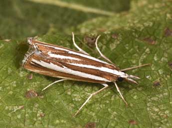 Catoptria fulgidella Hb. adulte - �Philippe Mothiron