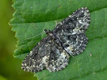 Parascotia fuliginaria L. adulte - �Lionel Taurand