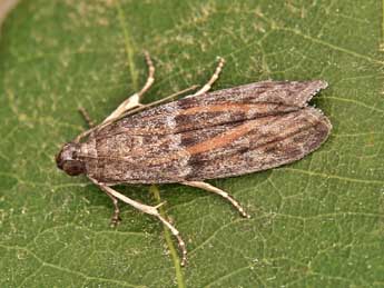 Cadra furcatella H.-S. adulte - �Lionel Taurand