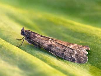 Pyla fusca Hw. adulte - �Philippe Mothiron