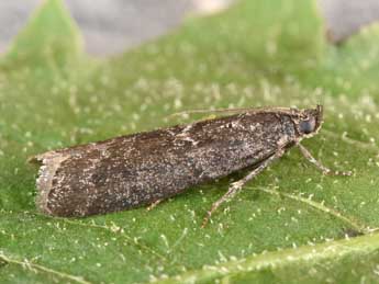 Pyla fusca Hw. adulte - �Philippe Mothiron