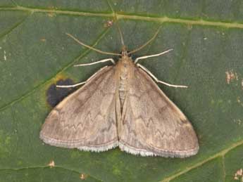 Anania fuscalis D. & S. adulte - �Philippe Mothiron