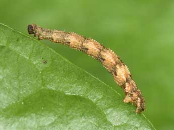  Chenille de Idaea fuscovenosa Gze - �Philippe Mothiron