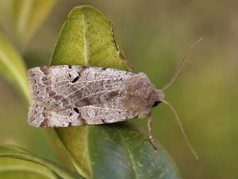 Conistra gallica Led. adulte - �Lionel Taurand