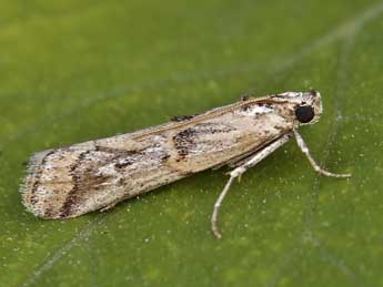 Pempelia genistella Dup. adulte - �Lionel Taurand