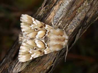 Acronicta geographica F. adulte - �Wolfgang Wagner, www.pyrgus.de