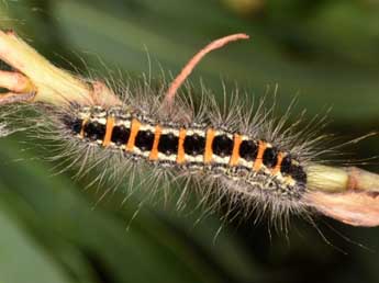  Chenille de Acronicta geographica F. - �Wolfgang Wagner, www.pyrgus.de