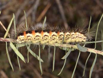 Chenille de Acronicta geographica F. - �Wolfgang Wagner, www.pyrgus.de