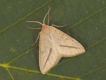 Aspitates gilvaria D. & S. adulte - �Philippe Mothiron