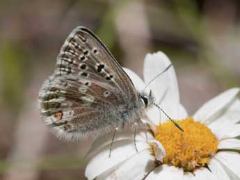 Agriades glandon Prun. adulte - �Jean-Fran�ois Maradan