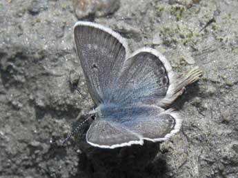 Agriades glandon Prun. adulte - �Philippe Mothiron