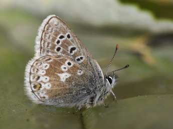 Agriades glandon Prun. adulte - �Philippe Mothiron