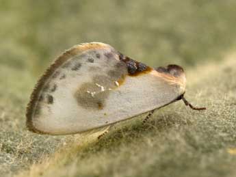 Cilix glaucata Scop. adulte - �Philippe Mothiron