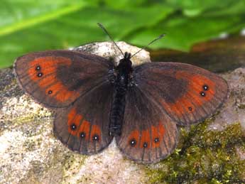 Erebia gorgone Bsdv. adulte - �Philippe Mothiron