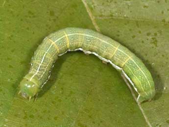  Chenille de Orthosia gothica L. - �Philippe Mothiron