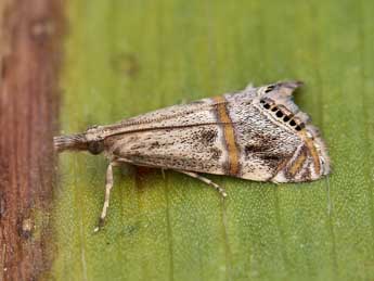 Euchromius gozmanyi Bles. adulte - �Lionel Taurand