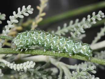  Chenille de Cucullia hartigi Ronkay & Ronkay - �Philippe Mothiron