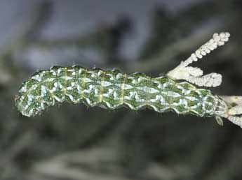  Chenille de Cucullia hartigi Ronkay & Ronkay - �Philippe Mothiron