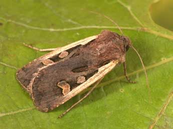 Euxoa hastifera Donz. adulte - �Philippe Mothiron