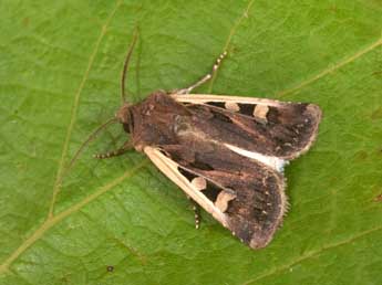 Euxoa hastifera Donz. adulte - �Philippe Mothiron