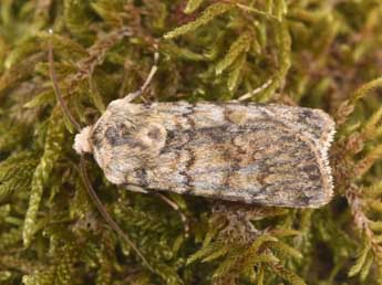 Euxoa haverkampfi Stdf. adulte - �Philippe Mothiron