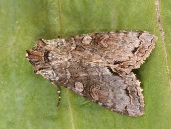 Polia hepatica Cl. adulte - �Philippe Mothiron