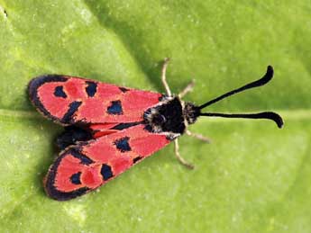 Zygaena hilaris O. adulte - �Daniel Morel