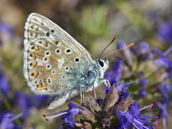 Lysandra hispana H.-S. adulte - �Philippe Mothiron