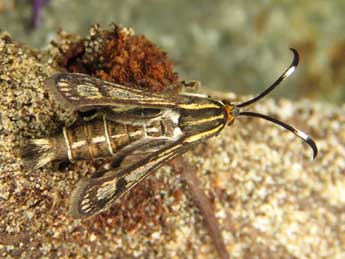 Pyropteron hispanicum Kallies adulte - �Ruben Meert