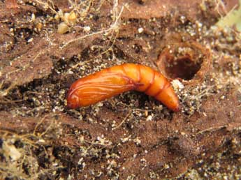  Chrysalide de Pyropteron hispanicum Kallies - �Ruben Meert