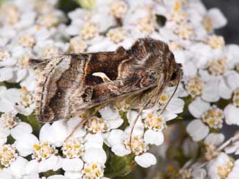 Syngrapha hochenwarthi Hochenwart adulte - �Philippe Mothiron