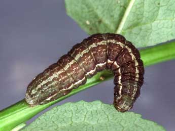  Chenille de Syngrapha hochenwarthi Hochenwart - �Kimmo Silvonen