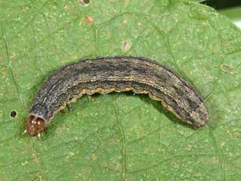  Chenille de Proxenus hospes Frr - �Philippe Mothiron