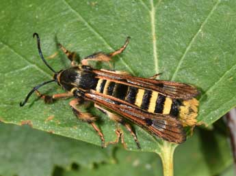 Pennisetia hylaeiformis Lasp. adulte - �Philippe Mothiron