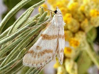 Metasia hymenalis Gn. adulte - �Friedmar Graf