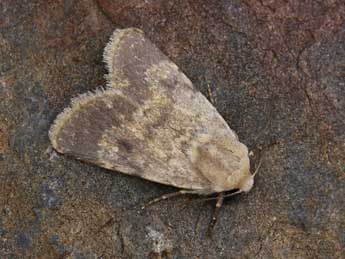 Caradrina ibeasi Fernandez adulte - �Lionel Taurand