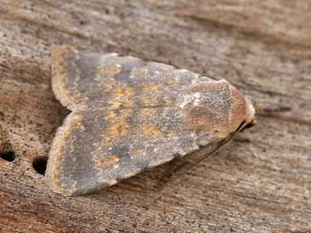 Caradrina ibeasi Fernandez adulte - �Lionel Taurand