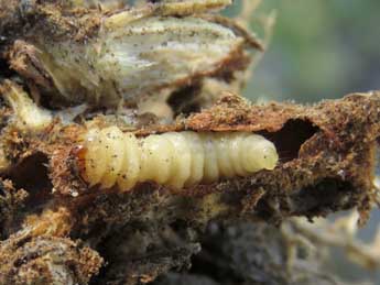  Chenille de Bembecia iberica Spatenka - �Ruben Meert