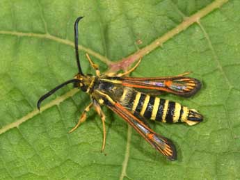 Bembecia ichneumoniformis D. & S. adulte - �Philippe Mothiron