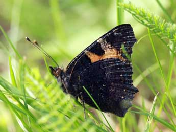 Aglais ichnusa Hb. adulte - �Daniel Morel